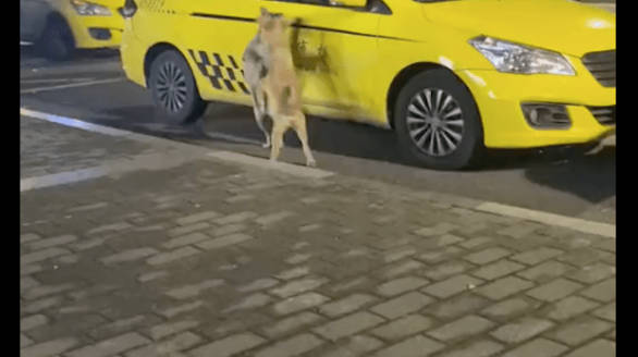 两只狗狗在路上打起来了，不知情的人，还以为是在抢出租车的呢！