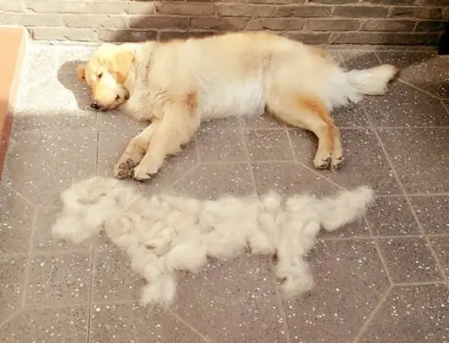 狗狗掉毛季节是哪几个月